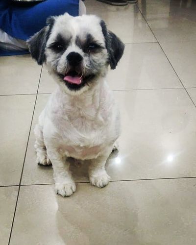 Pet Grooming & Spa