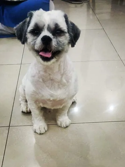 A very happy customer. This sweet Shih Tzu is all smiles after a complete grooming session, including a bath, haircut, and nail trim. Seeing them this happy is the best part of my day.