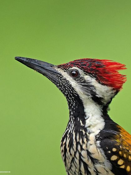 An extreme close-up of the Lesser Goldenback, giving a detailed view of its eye and head feathers.