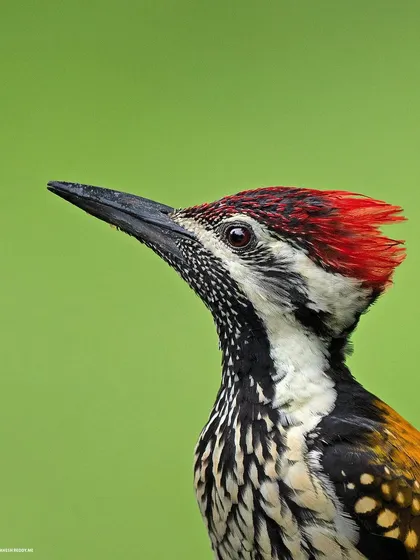 A duplicate of image 157, this extreme close-up of the Lesser Goldenback highlights the intelligence in its eye.