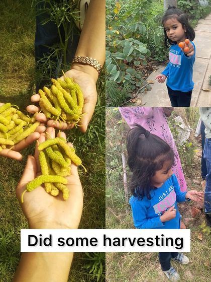 Harvesting fresh produce at the farm. Our little volunteers were especially excited to pick their own tomatoes and other vegetables.