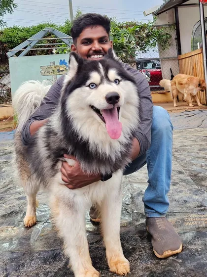 A guest kneels down to hug a big, fluffy Husky, both looking happy and content.