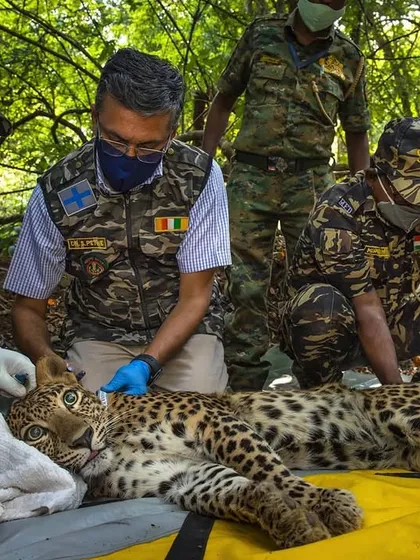 I documented a team of dedicated researchers and forest officials as they radio-tagged a wild leopard in Mumbai. This process is crucial for gathering data to understand the animal's movement and behavior, forming the scientific backbone of our conservation efforts.