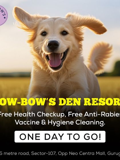 To celebrate our new opening, we offered free health checkups and hygiene cleaning. This is part of our core promise to not just offer services like boarding or grooming, but to actively contribute to the health and well-being of every dog that visits us.