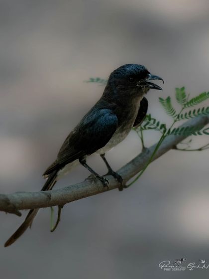 A Black Drongo with its mouth open, likely calling or catching an insect.