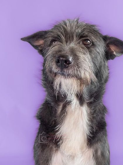 A duplicate of the classic Bozo portrait, showcasing his signature look.