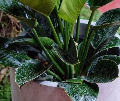 Rakshith Landscaping - Landscape Design & Installation Plant & Tree Supply photo 8