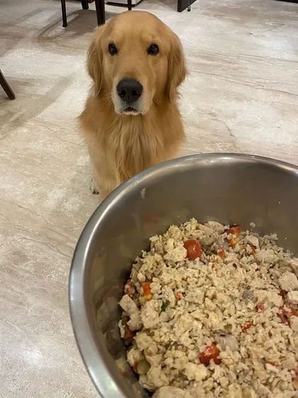 A beautiful Golden Retriever waiting patiently for a freshly prepared meal. This is the kind of healthy, home-style food that keeps them looking and feeling their best.