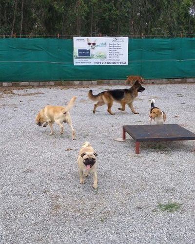 Dog Daycare