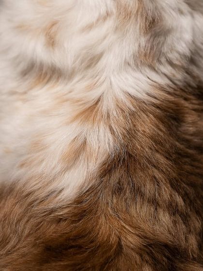 Pragalbh - Fine Art Pet Photography Studio Paw-traits photo 35
