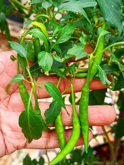 A handful of fresh green chillies, demonstrating the productivity of a well-maintained plant.