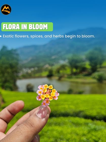 The flora is in full bloom in Munnar. I love showing my groups the exotic flowers, spices, and herbs that grow here.