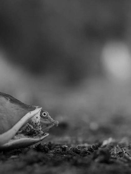 Beyond Snakes: Lizards, Frogs & Amphibians photo 6