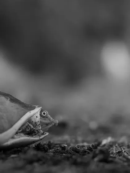 A monochrome shot of the Indian Flapshell Turtle. The black and white format brings out the texture of its skin and shell, creating a more dramatic and timeless portrait.