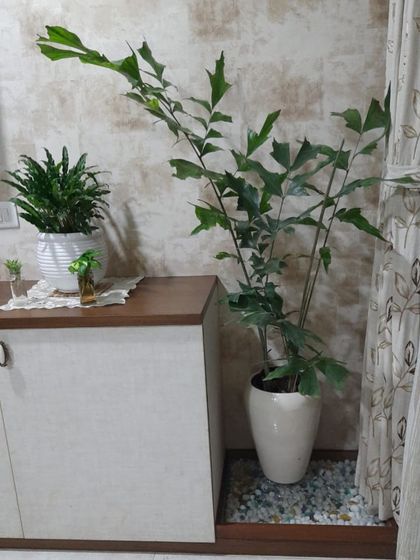 This fishtail palm adds a touch of the tropics to this indoor corner. Placed on a bed of pebbles, it not only looks great but also helps with humidity, making it a happy and healthy addition to the home.