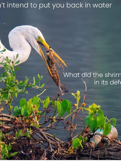 An egret with a large shrimp, but the story is complicated by the plastic bottle floating nearby. This image from Talawe Lake is a stark reminder of how our waste impacts the daily lives and survival of wildlife.