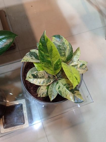 Indoor & Office Plants photo 32