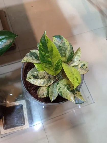 Another variety of variegated Rubber Plant. The unique pattern on each leaf makes it a true conversation starter.