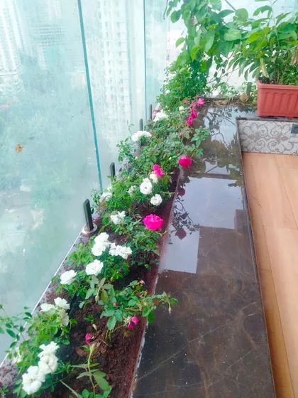 The final result of a carefully planned balcony garden. We transformed this urban space with a beautiful arrangement of pink and white roses, creating a peaceful and vibrant retreat. A well-maintained garden like this brings positive energy and a touch of nature to your home.