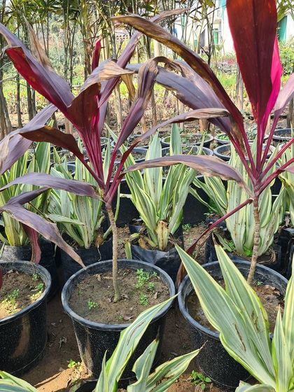 Urban Green Nursery - Wholesale Plant Nursery Lush Indoor & Foliage Plants photo 6