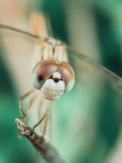 Bangalore Photographers - Find a Photographer Wildlife & Nature Photography photo 22