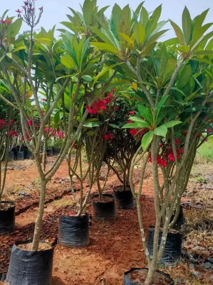 A group of Plumeria trees in nursery bags, ready to be planted out in a garden.