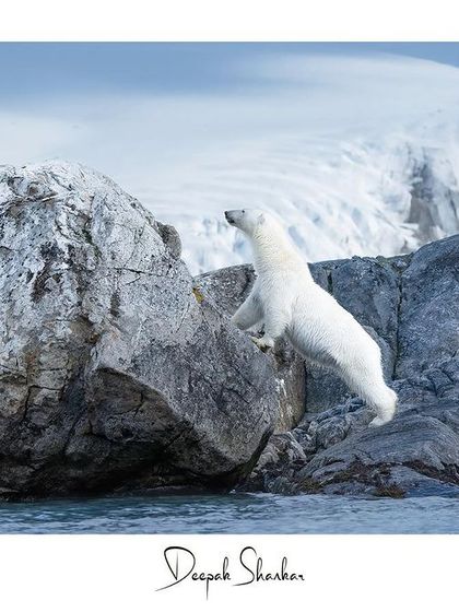 This signed print is a tribute to the curious spirit and impressive strength of the polar bear.