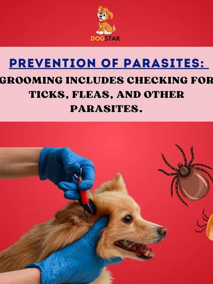 One of the most important parts of grooming is checking for parasites. We carefully inspect for ticks, fleas, and other pests to catch any issues early and prevent infestations.