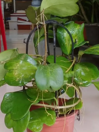 The Hoya Kerrii, also known as the sweetheart plant, features unique heart-shaped leaves. It is a charming and resilient plant that makes for a thoughtful and symbolic gift.