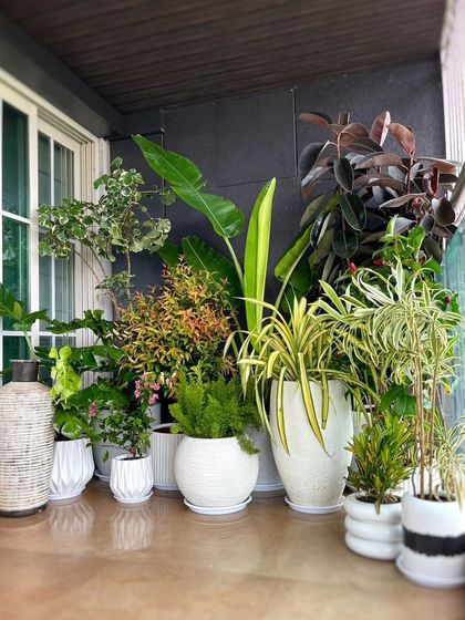 We set up this cheerful cluster of plants in a client's balcony to get the space festival-ready. The mix of foliage colors and textures, all in white pots, creates a look that is both seamless and dynamic.