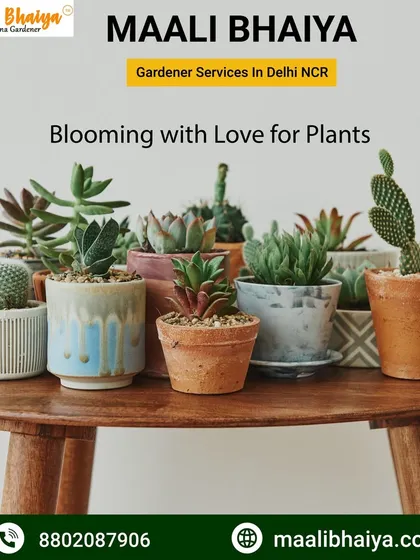 For those who love unique shapes and need something that's easy to care for, my collection of succulents and cacti is perfect. They come in many varieties and look wonderful on a desk or a sunny windowsill.