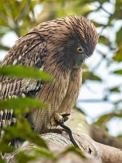 This series captures a Brown Fish Owl with its snake kill in Pilibhit Tiger Reserve. From the intense stare to the act of consumption, these images tell the full story of a successful hunt.