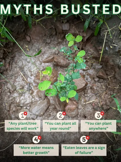 We believe in planting with knowledge. This is why we focus on educating our volunteers and busting common myths. Planting the right native species in the right place at the right time is critical for successful and sustainable eco-restoration.