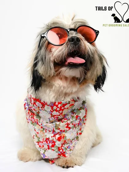 Looking cool and feeling fresh! This stylish pup is rocking a new look after a pampering session. We offer everything from grooming to fun pet accessories to complete the transformation.