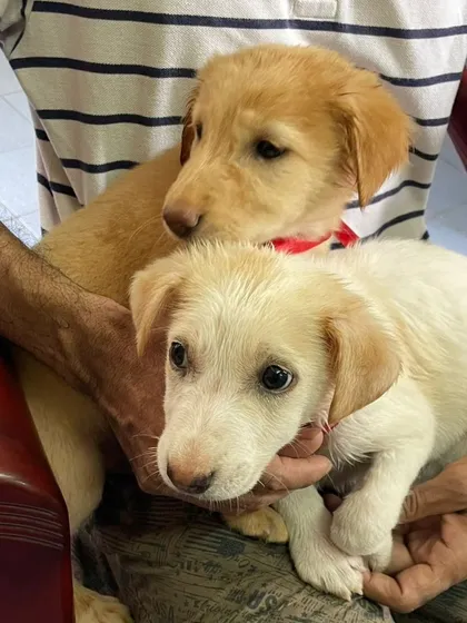 A clearer view of the two puppies. The one in front has found a home, but Bailey is still waiting patiently.