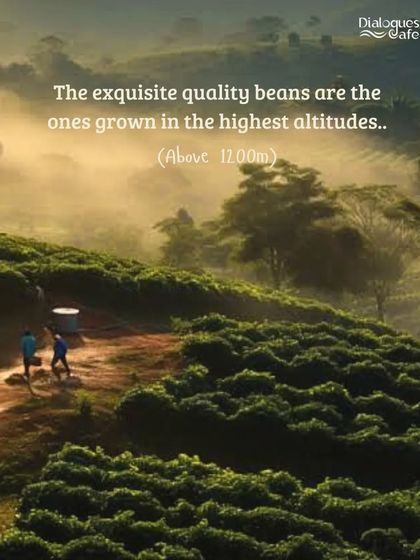 The best quality coffee beans are grown at high altitudes. We source our beans from the Nellikad estate, ensuring an exquisite flavor in every cup.