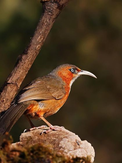 A Rusty-cheeked Scimitar Babbler is perched on a mossy rock in the soft morning light. The composition captures the bird in a quiet moment within its forest floor habitat.