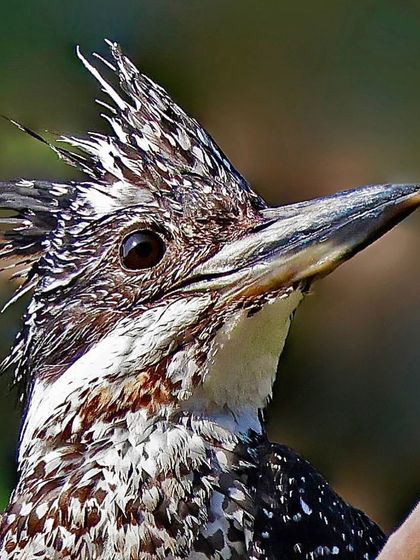A portrait of a Crested Kingfisher, its wet crest giving it a wild, spiky hairdo. The intense focus in its eye and the detailed feather patterns make for a compelling shot.