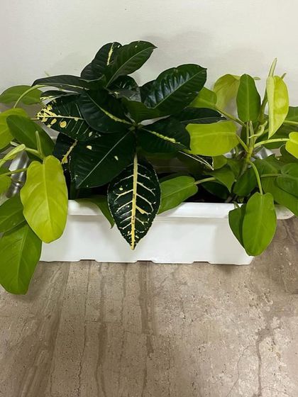 Rakshith Landscaping - Landscape Design & Installation Plant & Tree Supply photo 56