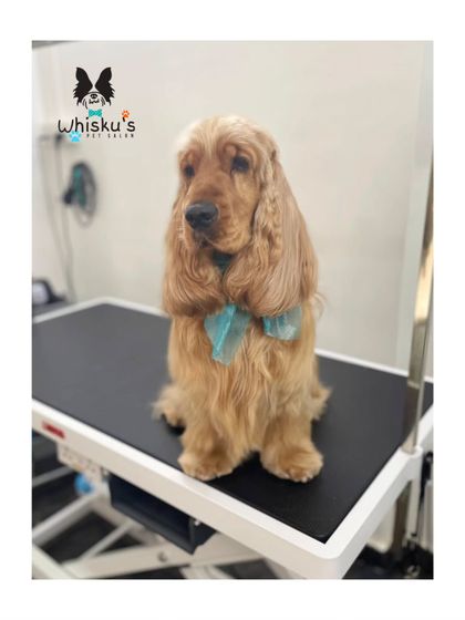 Furrybells Pet Grooming - Pet Grooming (Dogs & Cats) Breed-Specific Dog Styles photo 44