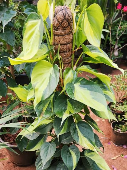 Easy-Care Indoor Plants photo 19