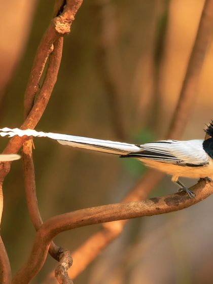 A full view of the adult male white morph Indian Paradise Flycatcher. It takes young males several years to develop these spectacular 30 cm long tail streamers.