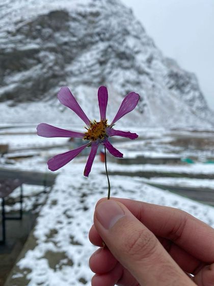 A single purple flower held up against a snow-covered mountain, a delicate splash of color in a white landscape.