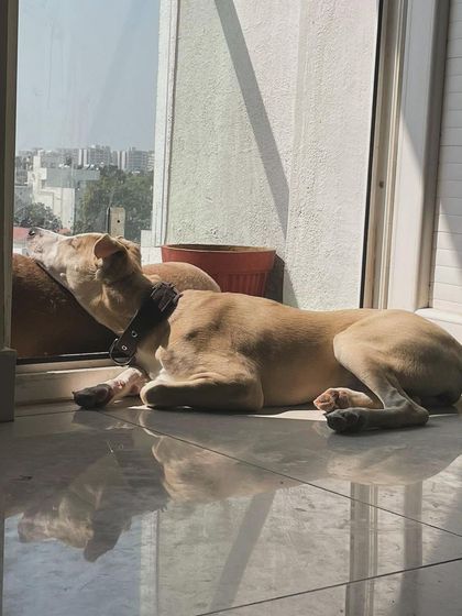 We Care Pet Creche - Home Dog Boarding A Home Away From Home photo 11