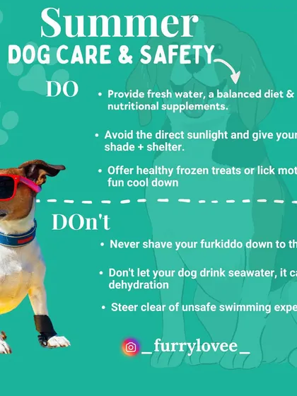A quick guide of Do's and Don'ts for summer dog care. Simple tips like avoiding hot pavement and providing fresh water can make a big difference.