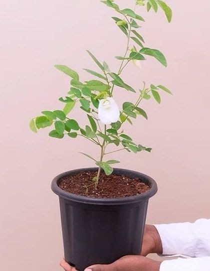 The Aparajita or Butterfly Pea plant, shown here with a double-petal white flower. I also have the blue variety, which is very popular for its use in teas.