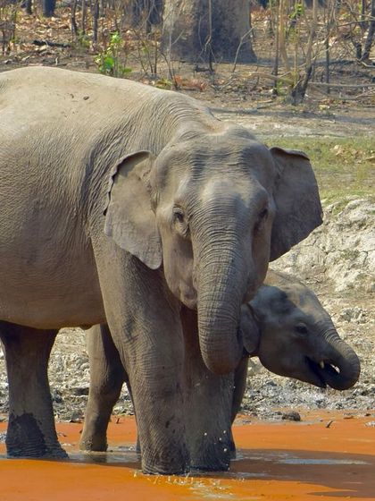 Manya Upadhyay - Travel & Documentary Photography Wildlife Encounters photo 20