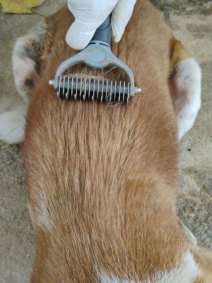 Regular grooming is part of our care routine. A de-shedding tool helps remove loose fur, keeping our dogs' coats healthy and comfortable, especially in the heat.