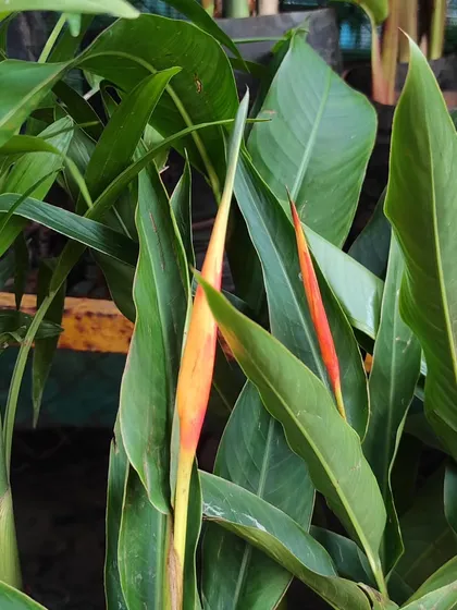 A close-up of a Heliconia flower bud, ready to burst into a stunning tropical bloom.