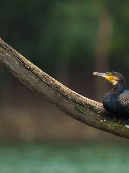 A Great Cormorant rests on a thick branch overhanging the water, a typical resting posture for this species.
